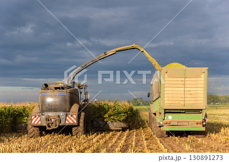 Modern forage harvester combiner harvesting silage maize corn tractor trailer corn field warm sunny autumn morning with overcast cloudy sky. Heavy agricultural machinery work. Livestock feeding corn 130891273