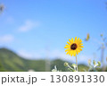 青空と一輪のミニひまわり 130891330