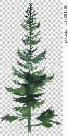 Hand drawn watercolor green spruce or pine tree, isolated illustration for winter wedding 130891380