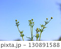 青空の下のコスモスのつぼみ達 130891588