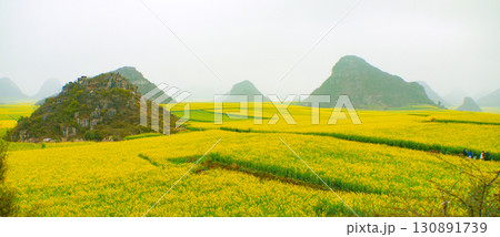 中国雲南省・羅平の菜の花畑 130891739