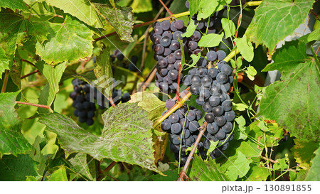 Ripe grapes ready for harvest. Close-up of wine grapes hanging on the vine in a vineyard, symbolizing autumn season, organic farming. Ripe grapes ready for harvest. Close-up of wine grapes hanging on the vine in a vineyard, symbolizing autumn season, organic farming. 130891855