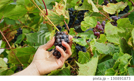 Farmer harvesting grapes by hand. Close-up of a hand picking a bunch of ripe grapes from the vine, symbolizing harvest season, organic farming and traditional winemaking. Farmer harvesting grapes by hand. Close-up of a hand picking a bunch of ripe grapes from the vine, symbolizing harvest season, organic farming and traditional winemaking. 130891873