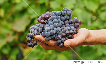 Farmer holding freshly harvested grapes. Hand with a bunch of wine grapes shows fresh harvest, symbolizing organic farming, healthy food and the start of winemaking. Farmer holding freshly harvested grapes. Hand with a bunch of wine grapes shows fresh harvest, symbolizing organic farming, healthy food and the start of winemaking. 130891882