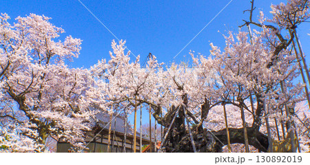 日本最古の桜・山高神代桜 日本最古の桜・山高神代桜 130892019