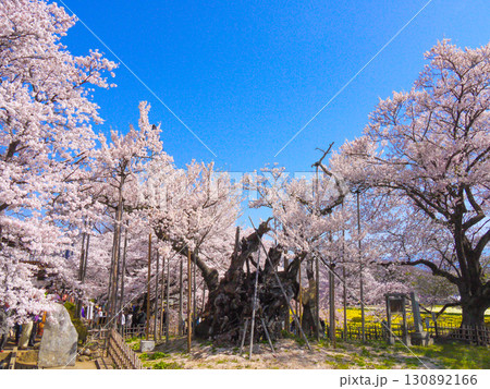 日本最古の桜・山高神代桜 130892166
