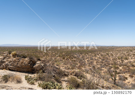 Vast Saguaro cactus landscape, Saguaro National Park, Arizona Vast Saguaro cactus landscape, Saguaro National Park, Arizona 130892170