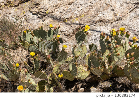 Yellow cactus flowers blooming in Saguaro National Park during spring season 130892174