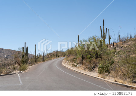 Paved road curving uphill past Saguaro cacti in Saguaro National Park Paved road curving uphill past Saguaro cacti in Saguaro National Park 130892175