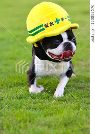 安全第一のヘルメットを被って遊ぶボストンテリア 130892570