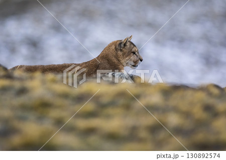 Puma walking in mountain environment, Torres del Paine National Park, Patagonia, Chile. 130892574