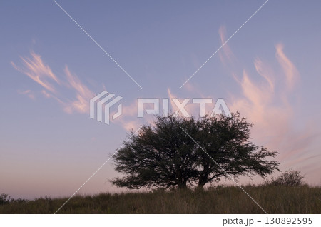 Pampas grass landscape, La Pampa province, Patagonia, Argentina. Pampas grass landscape, La Pampa province, Patagonia, Argentina. 130892595