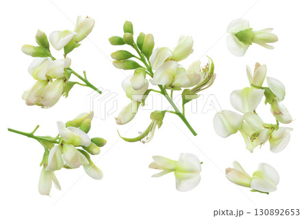 flowers of Sophora japonica or Styphnolobium japonicum isolated on white background flowers of Sophora japonica or Styphnolobium japonicum isolated on white background 130892653