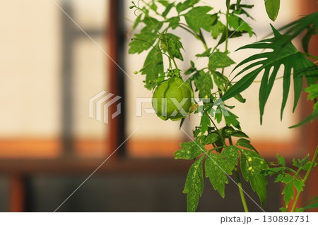縁側のフウセンカズラ 130892731