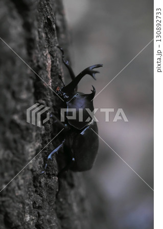 カブトムシ 昆虫 カブトムシ 昆虫 130892733