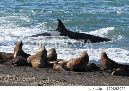 Killer whale hunting sea lions on the paragonian coast, Patagonia, Argentina 130892953