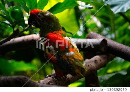 カラフルな鳥 130892959