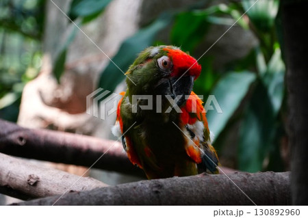 カラフルな鳥 130892960