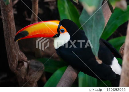 木の上で休むオニオオハシ 130892963