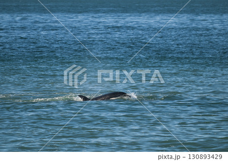 Killer whale hunting sea lions on the paragonian coast, Patagonia, Argentina 130893429