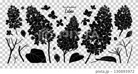 Lilac flower branches set isolated on transparent background, Botanical illustration in black silhouette, hand-drawn style. Lilac flower branches set isolated on transparent background, Botanical illustration in black silhouette, hand-drawn style. 130893972