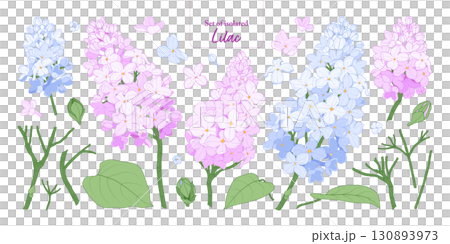 Lilac flower branches set isolated on transparent background, Botanical illustration in pastel pink, blue and purple colors, hand-drawn style. 130893973