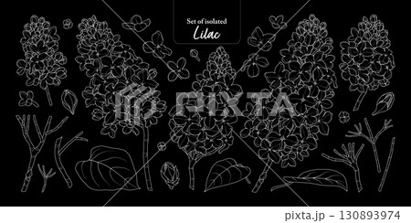 Lilac flower branches set isolated on black background, Botanical illustration in simple white outline, hand-drawn style. 130893974