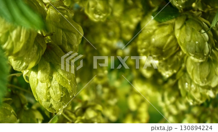 Hop plants detail macro, extreme closeup, natural condition. Beer production ingredients simple concept, nobody. Harvest concept. Hop plants detail macro, extreme closeup, natural condition. Beer production ingredients simple concept, nobody. Harvest concept. 130894224