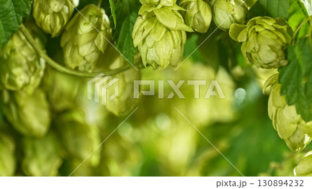 Hop plants detail macro, extreme closeup, natural condition. Beer production ingredients simple concept, nobody. Harvest concept. 130894232