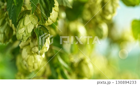 Hop plants detail macro, extreme closeup, natural condition. Beer production ingredients simple concept, nobody. Harvest concept. Hop plants detail macro, extreme closeup, natural condition. Beer production ingredients simple concept, nobody. Harvest concept. 130894233