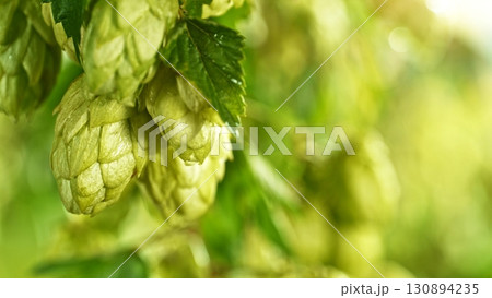 Hop plants detail macro, extreme closeup, natural condition. Beer production ingredients simple concept, nobody. Harvest concept. 130894235