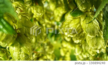 Hop plants detail macro, extreme closeup, natural condition. Beer production ingredients simple concept, nobody. Harvest concept. Hop plants detail macro, extreme closeup, natural condition. Beer production ingredients simple concept, nobody. Harvest concept. 130894240