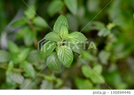 ペパーミント ペパーミント 130894446