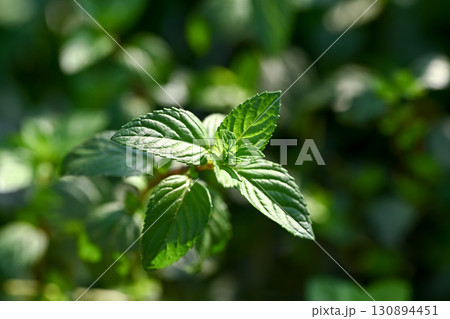 ペパーミント 130894451