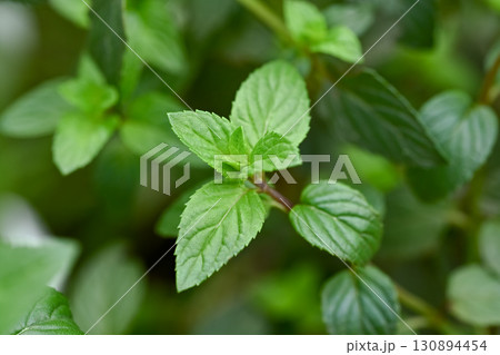 ペパーミント 130894454