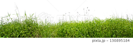 tree group isolated on white background tree group isolated on white background 130895184