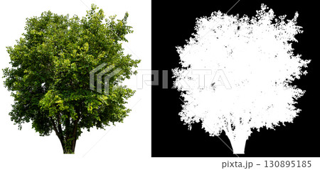 isolated single tree on white background 130895185