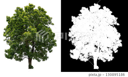 isolated single tree on white background 130895186