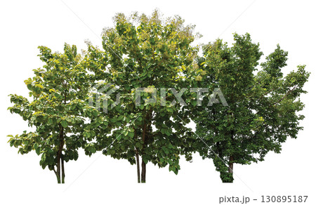 tree group isolated on white background tree group isolated on white background 130895187