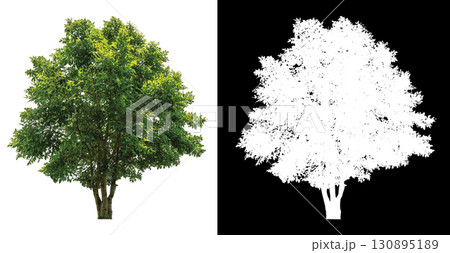 isolated single tree on white background isolated single tree on white background 130895189