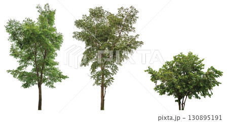 collection tree isolated on white background 130895191