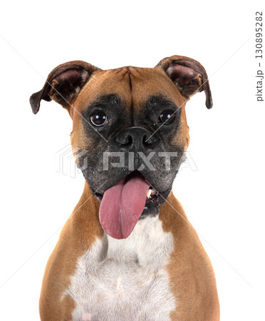 boxer in studio 130895282