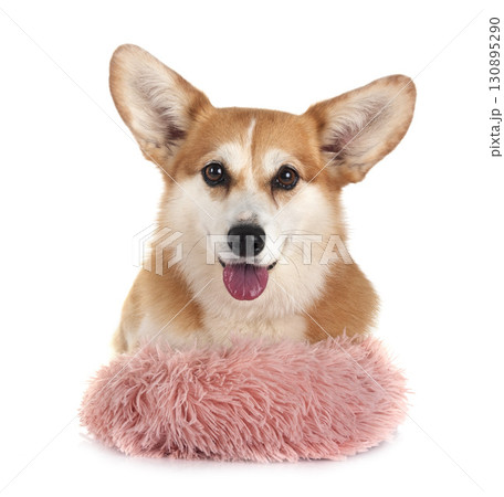 Pembroke Welsh Corgi Pembroke Welsh Corgi 130895290