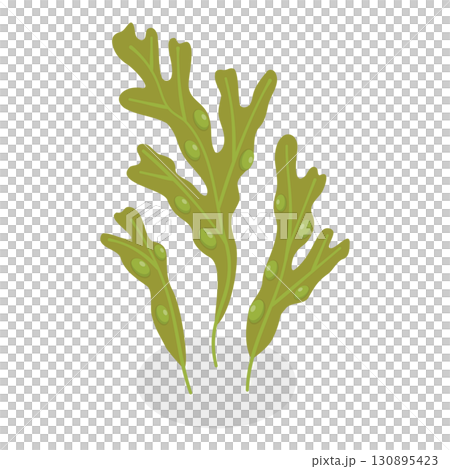 3D Isometric Flat  Set of Seaweeds. Item 9 130895423