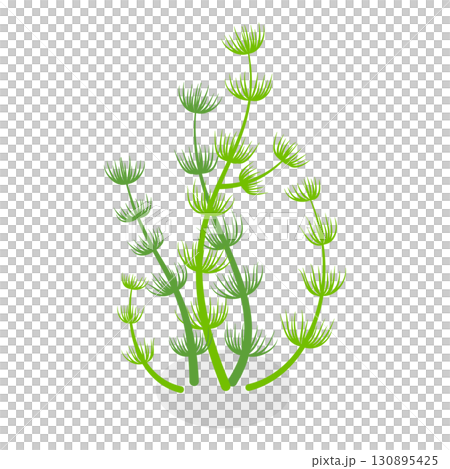 3D Isometric Flat  Set of Seaweeds. Item 11 130895425