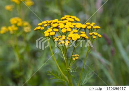 Bright yellow flowers grow in a vivid green meadow 130896417