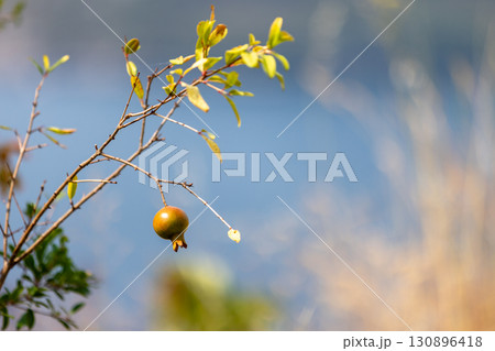 A vibrant pomegranate fruit prominently hanging from a branch 130896418