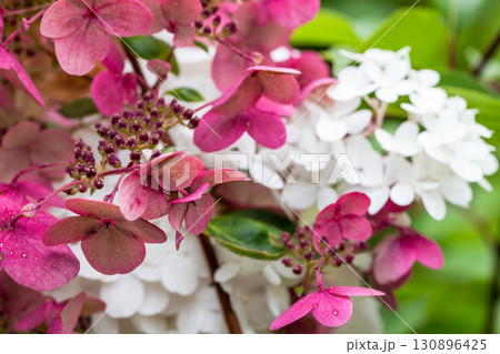 Hydrangea flowers with white blossoms transitioning to purple tones, 130896425