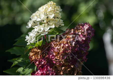 Hydrangea flowers displaying vibrant colors, Hydrangea  130896436