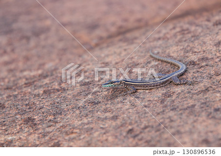 Wilhelm's Flat Lizard On Granite Rock (Platysaurus intermedius wilhelmi) 130896536
